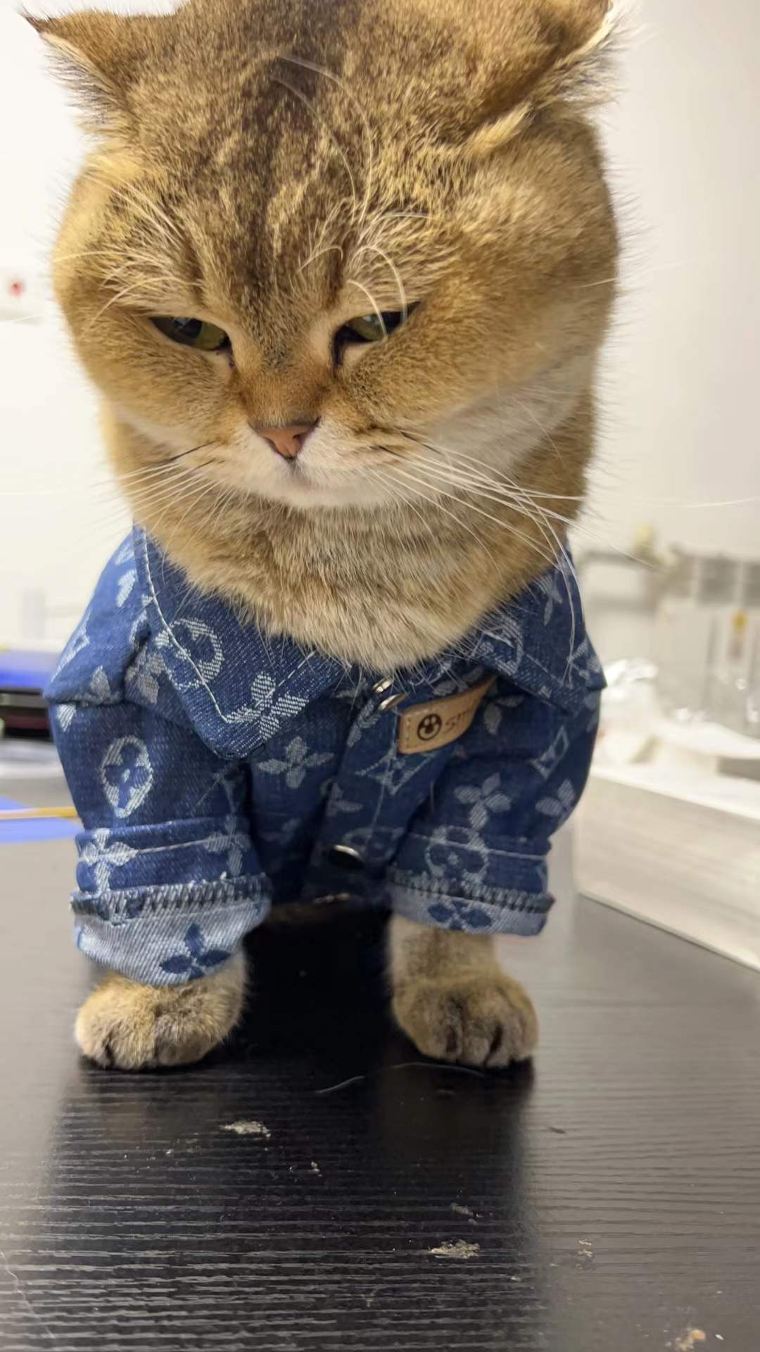 Pet clothes for large dogs, Golden Retrievers, Giant Poodles, Samoyeds, Teddy Bears, Bichons, Pomeranians, autumn and winter thick trendy denim clothes