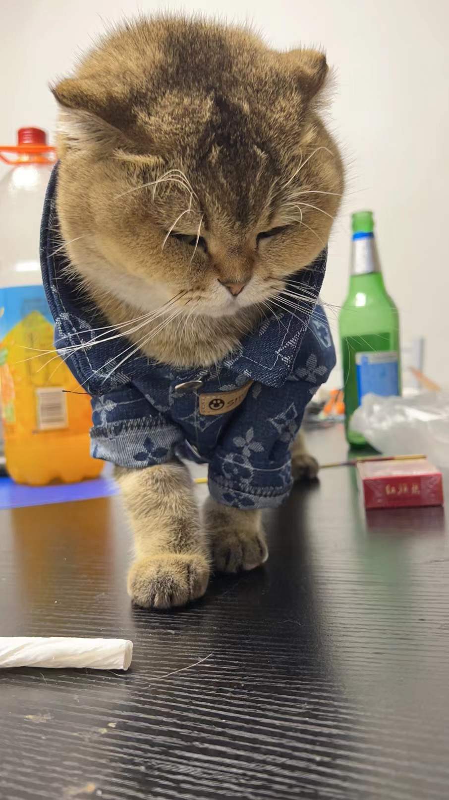 Pet clothes for large dogs, Golden Retrievers, Giant Poodles, Samoyeds, Teddy Bears, Bichons, Pomeranians, autumn and winter thick trendy denim clothes