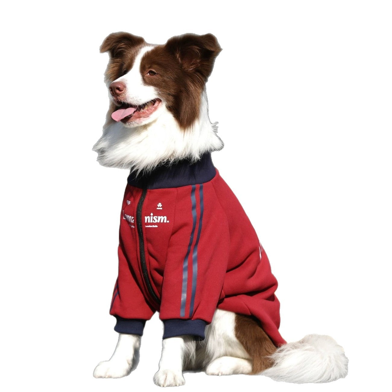 Stylish and trendy new autumn/winter pet clothes for medium and large dogs, including Golden Retriever, Border Collie, and Labrador Retriever fleece-lined warm coats